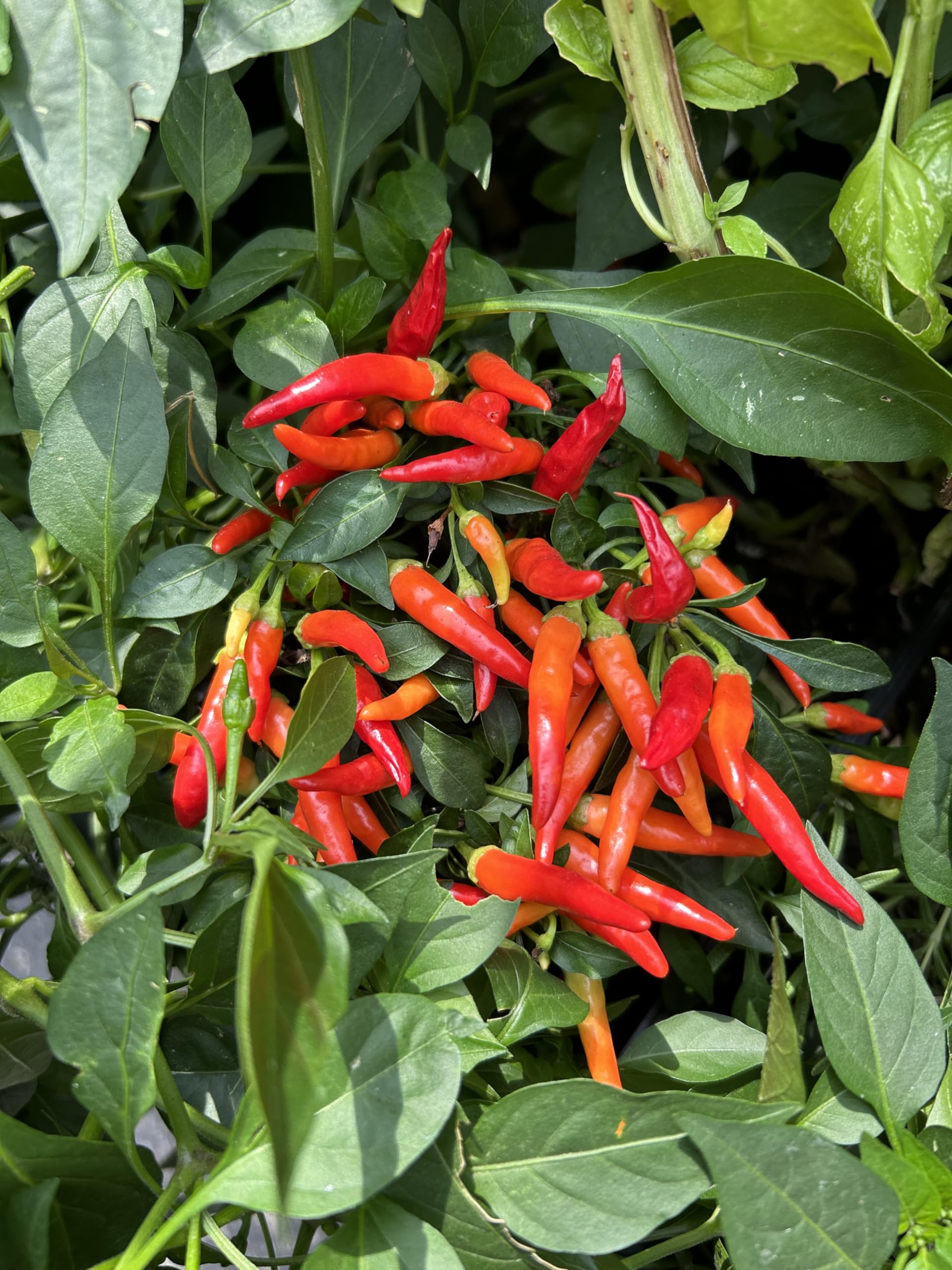 Farmer's easy-to-use spray application fits regular irrigation routines.