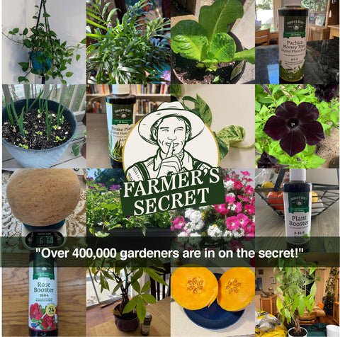 Citrus trees thrive with Farmer's Secret booster.