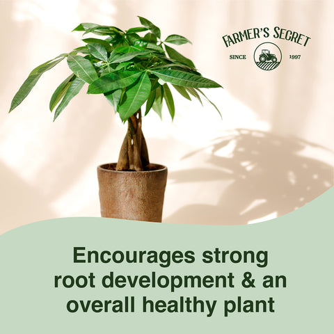 Farmer's Secret Money Tree liquid food for young-plants supports early root health.