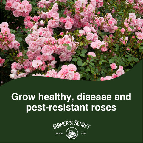 Farmer's Secret Rose Booster application sprayer ready for garden use