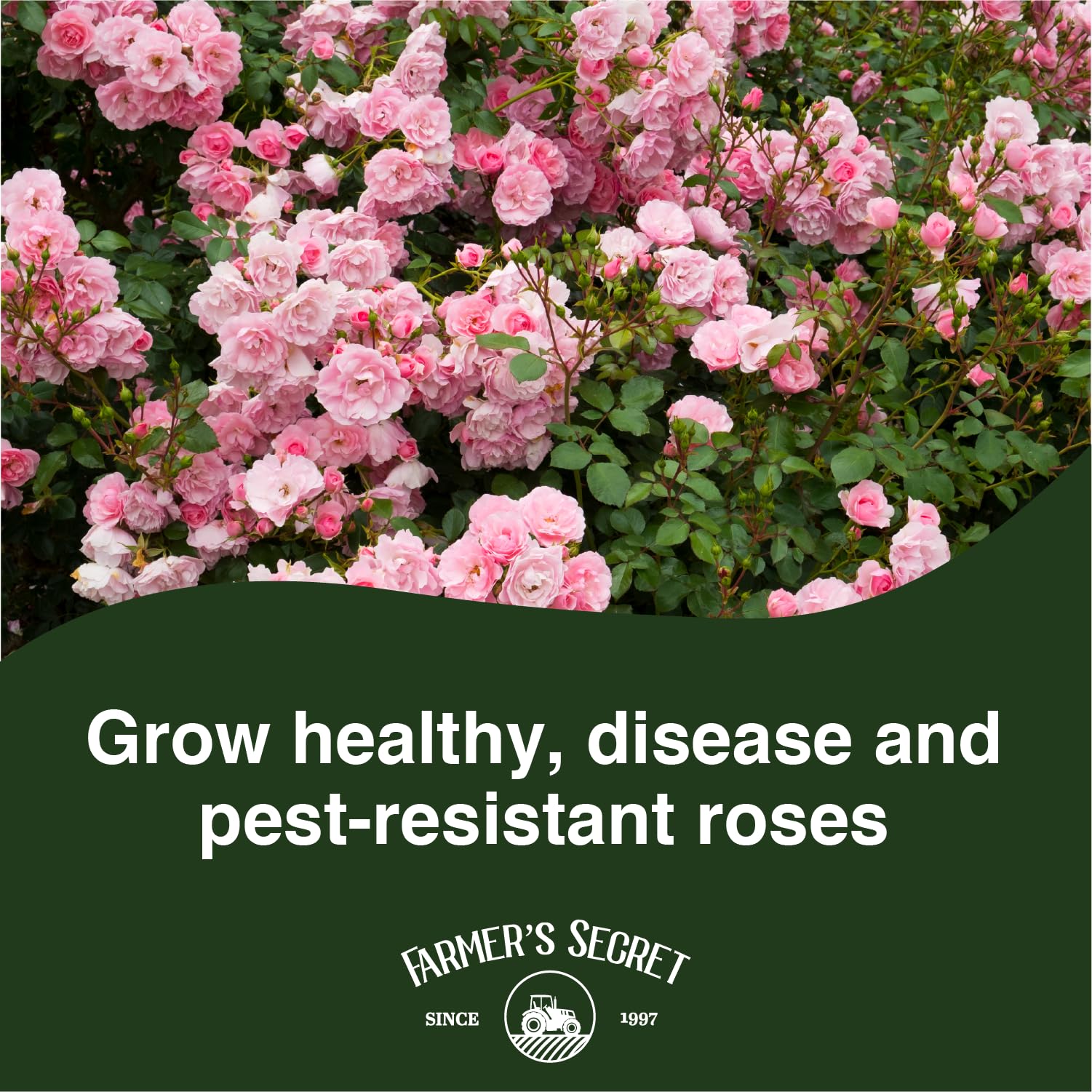 Farmer's Secret Rose Booster bloom closeup shows vibrant blooms with steady nutrition