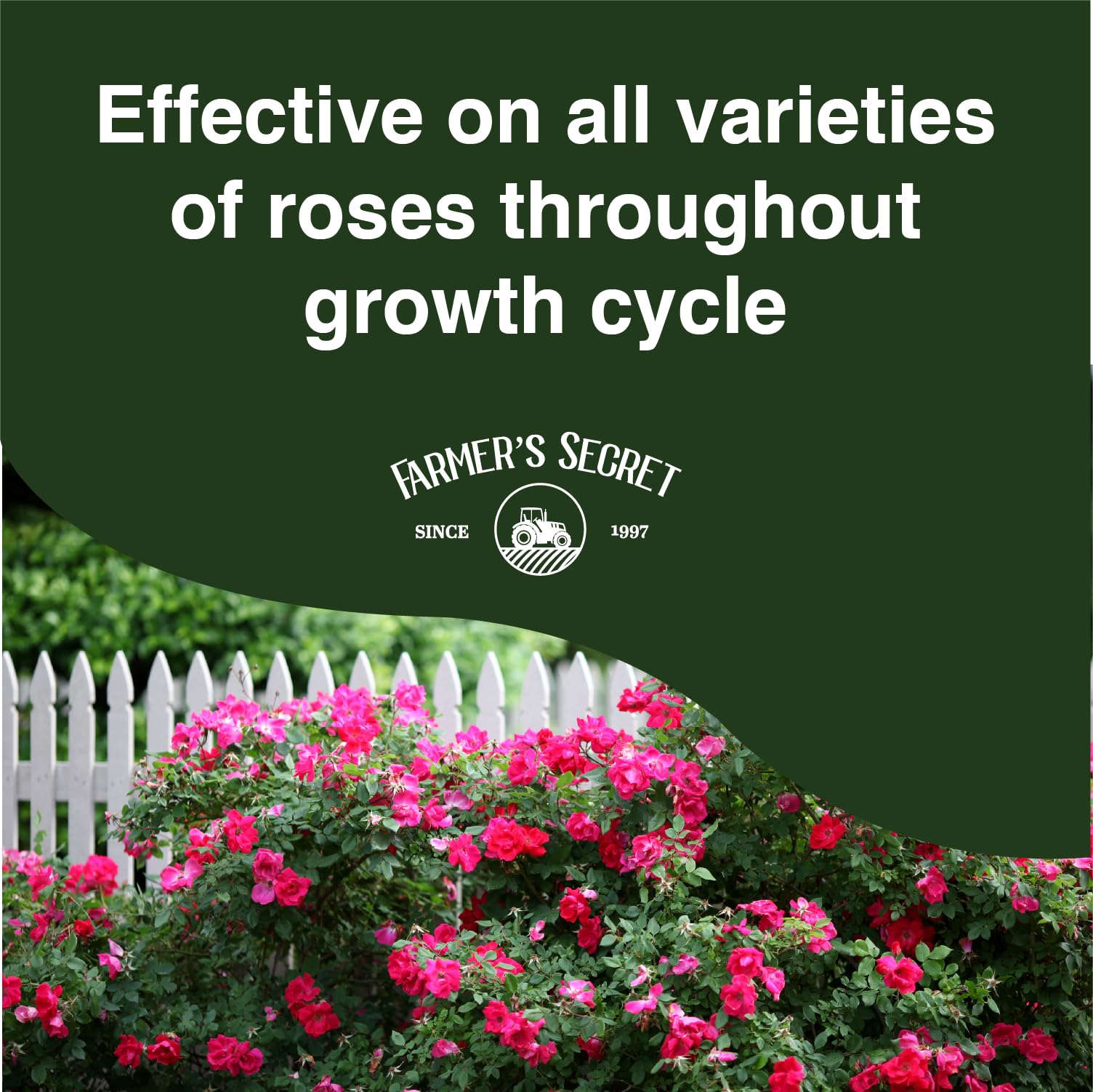 Farmer's Secret Rose Booster dilution into water demonstrates easy weekly mix