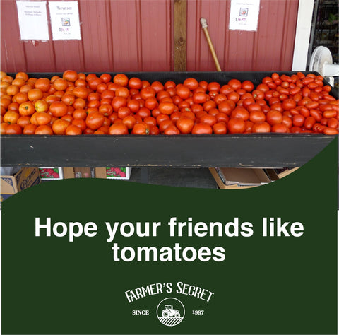Healthy tomato plants thriving after applying Farmers Secret Tomato Booster.