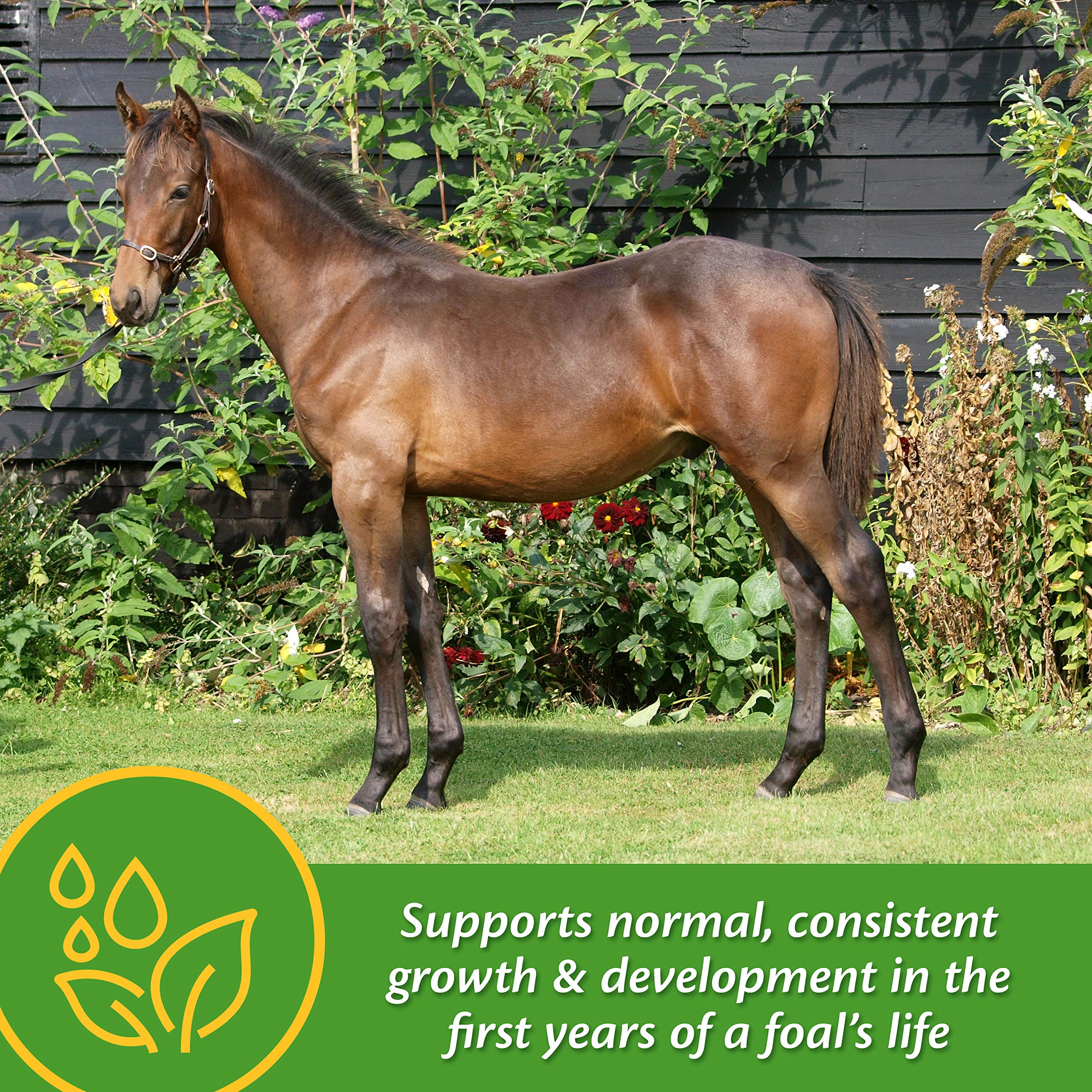 Farnam Grow Colt supplement in creep feed promoting foal growth during suckling