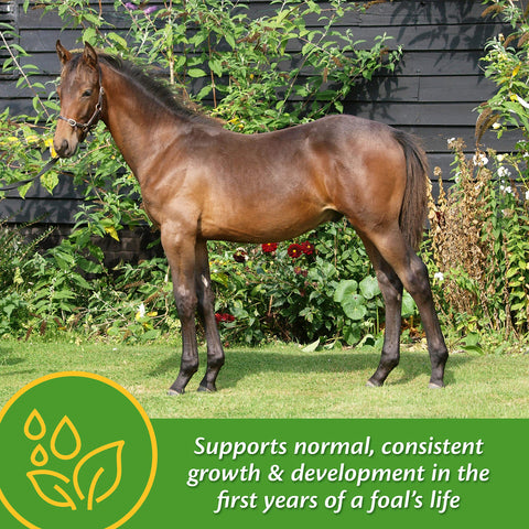 Farnam Grow Colt supplement in creep feed promoting foal growth during suckling