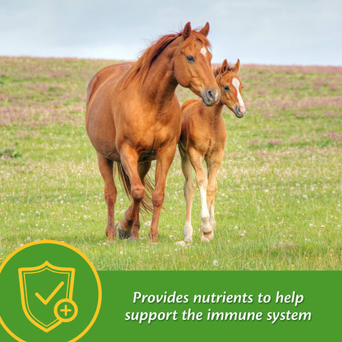 Farnam Grow Colt nutrients highlighting immune support for foals