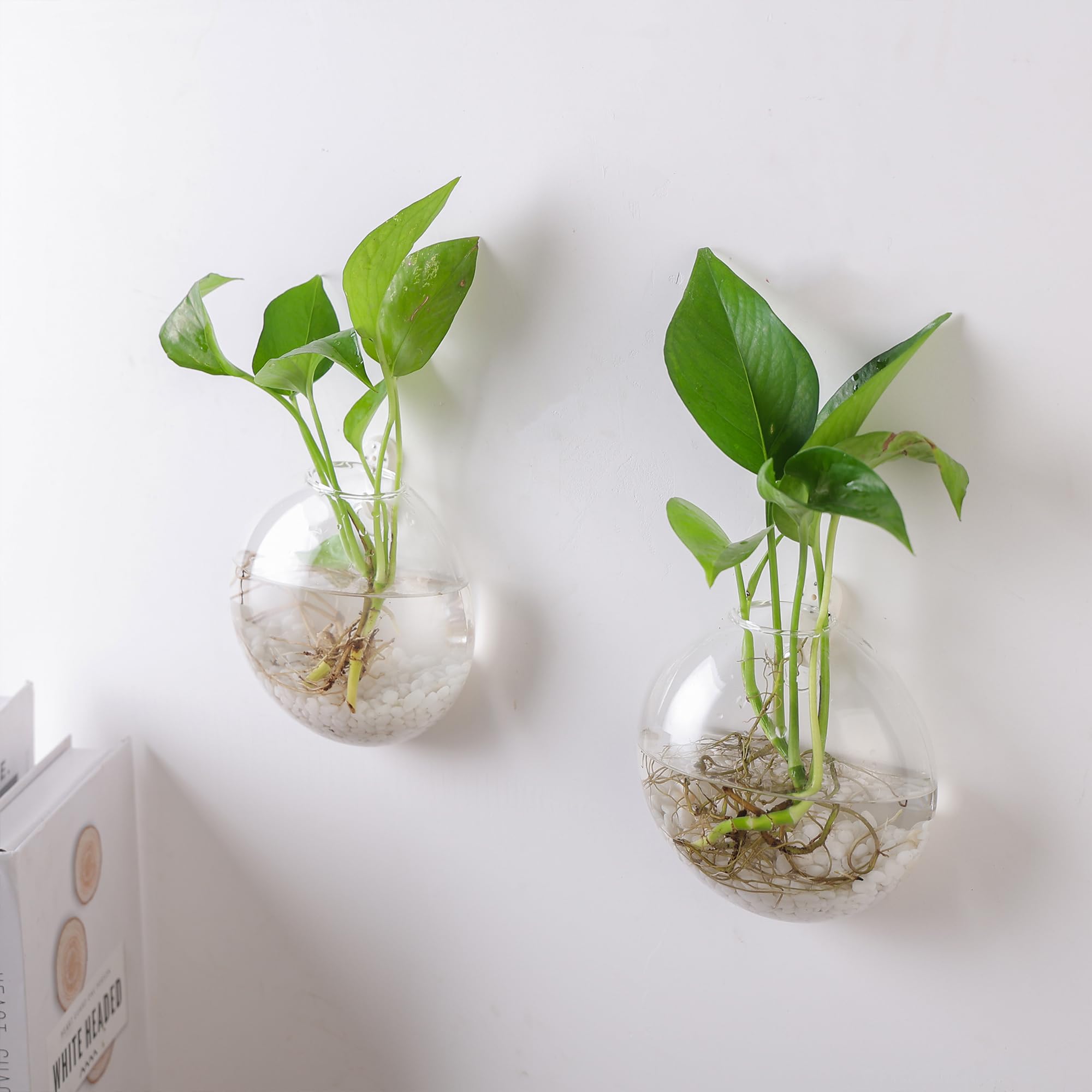 Fashionstorm glass propagation station closeup highlighting clear hand-blown craftsmanship for premium decor