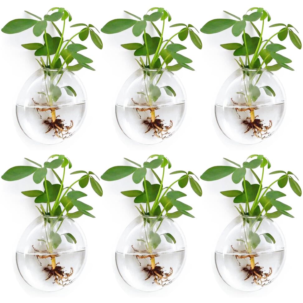Fashionstorm wall planter 6-pack glass for a sleek indoor garden display