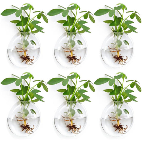 Fashionstorm wall planter 6-pack glass for a sleek indoor garden display