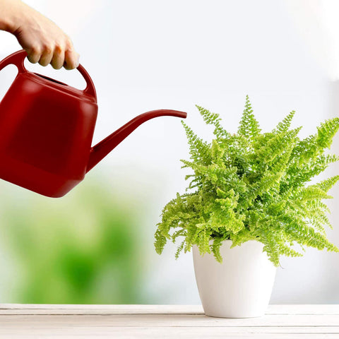 Fasmov Burnt Red 1-Gallon ideal for homes, offices, and gardens.