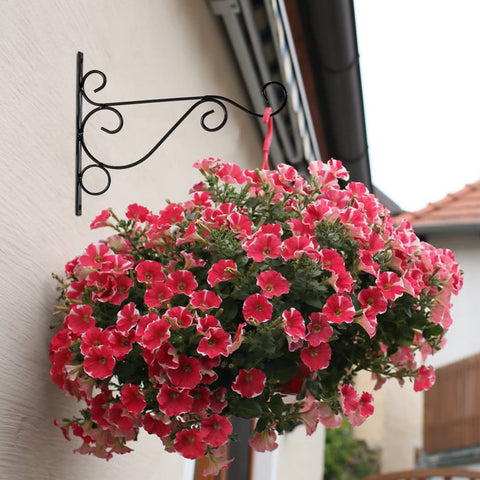 Fasmov 6-pack enables coordinated garden or entryway decor.