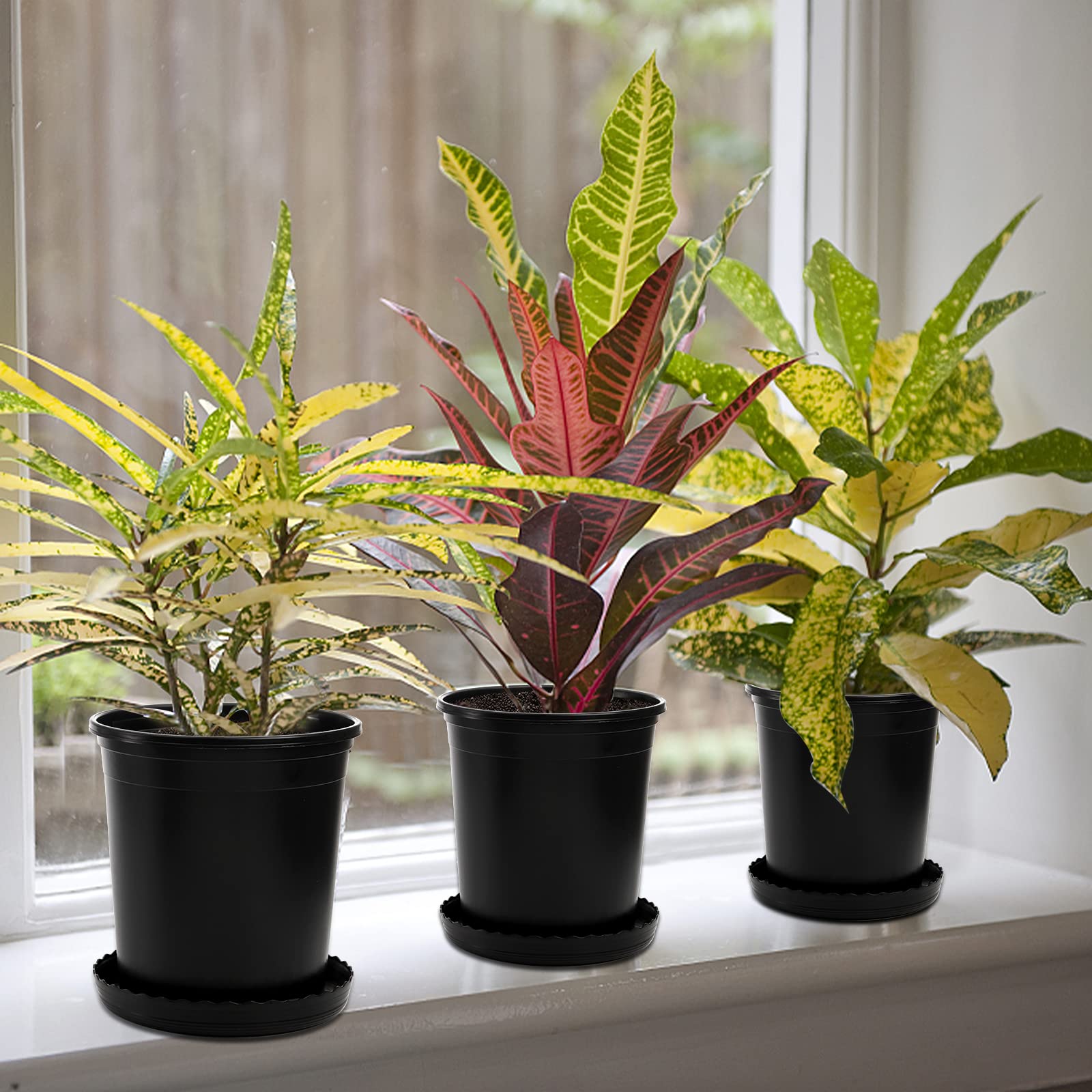 Perfect for indoor gardens, balconies, offices, and bright workspaces.