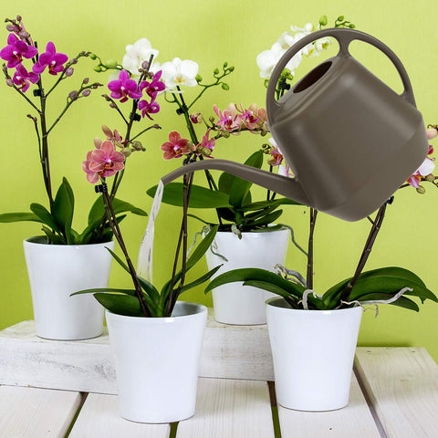Fasmov watering can blends utility with simple, spill-friendly operation