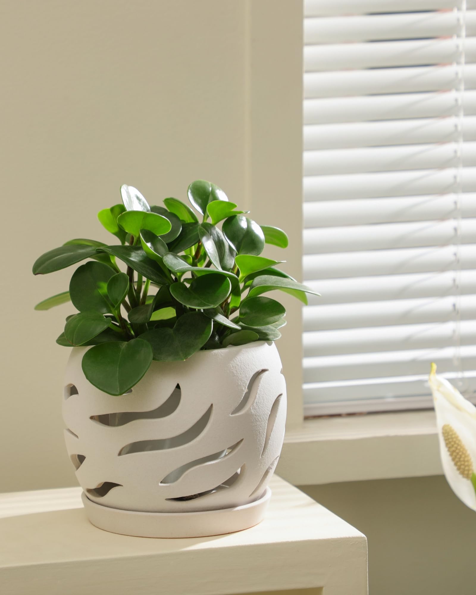 Fayoula 5.5 inch diameter orchid pot with compact root space.
