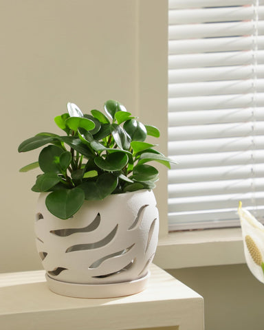 Fayoula 5.5 inch diameter orchid pot with compact root space.