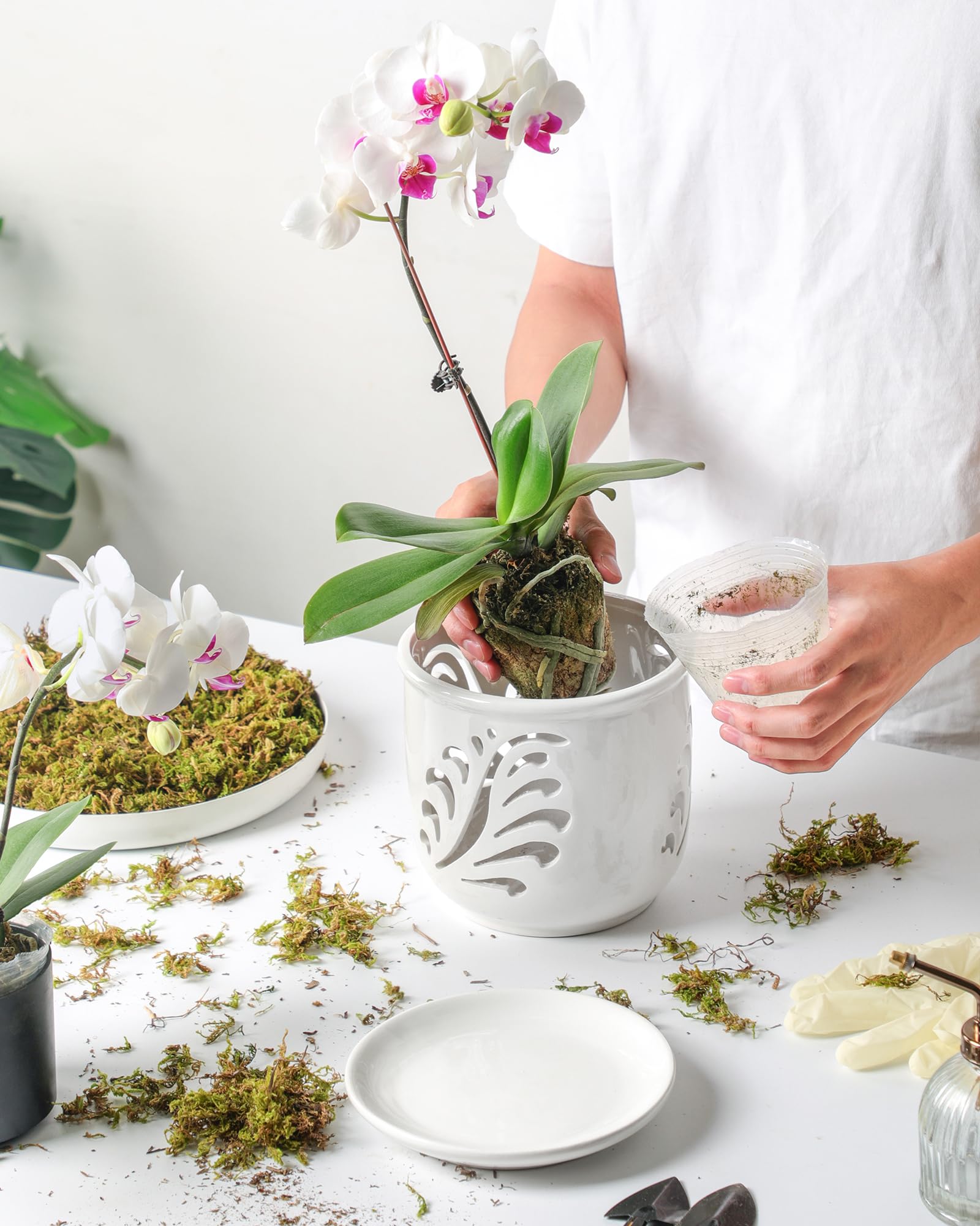 Fayoula 6-inch top opening accommodates several orchid varieties.