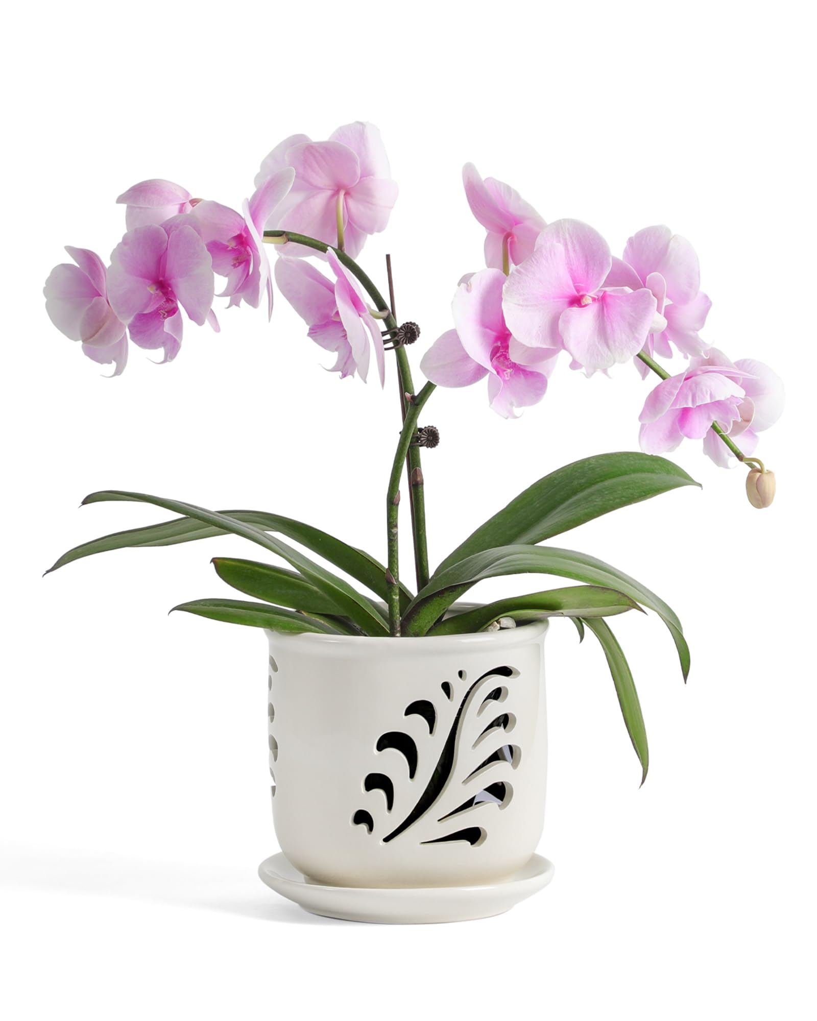 Fayoula ceramic orchid pot with holes design supports drainage and airflow.