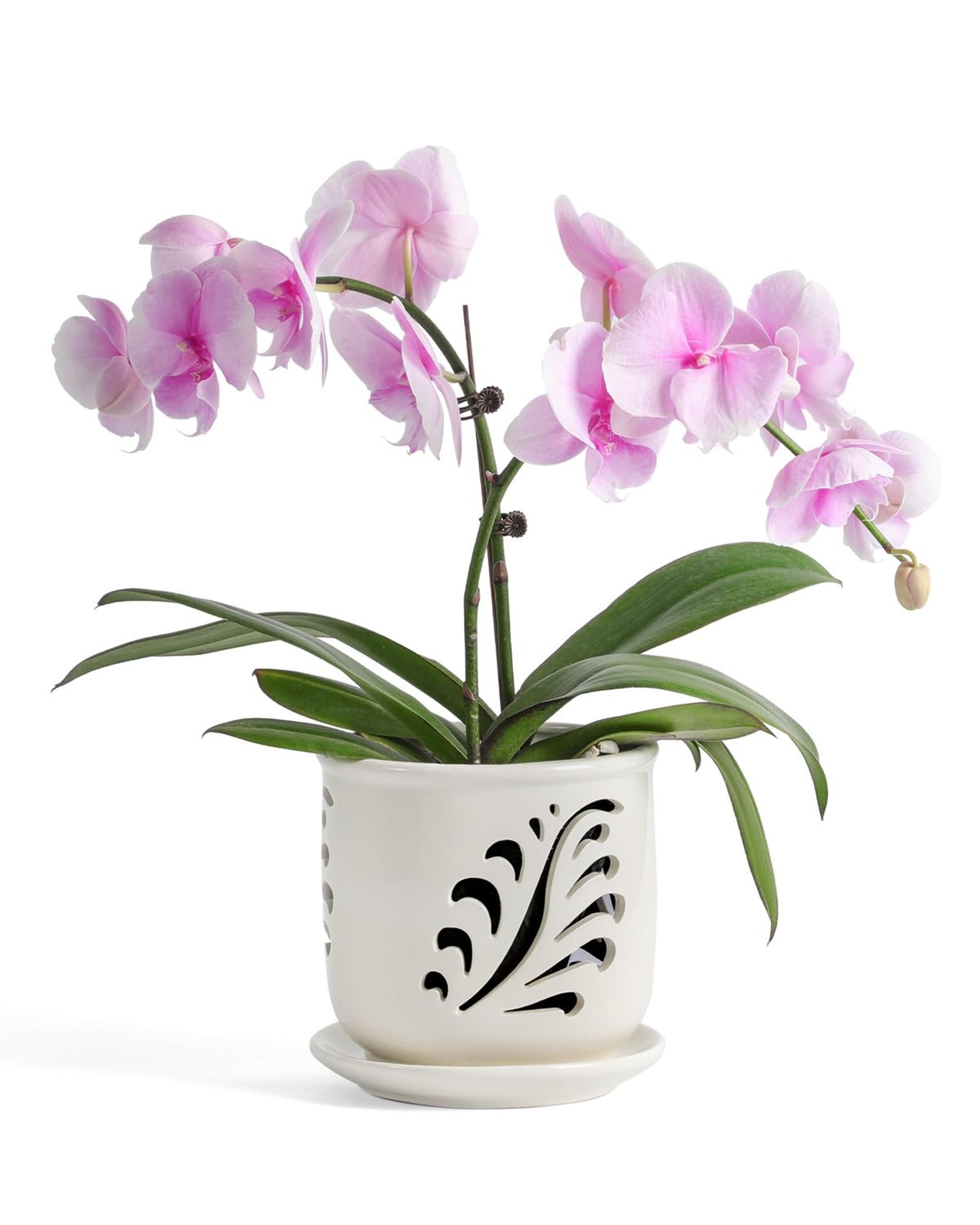Fayoula ceramic orchid pot with holes design supports drainage and airflow.