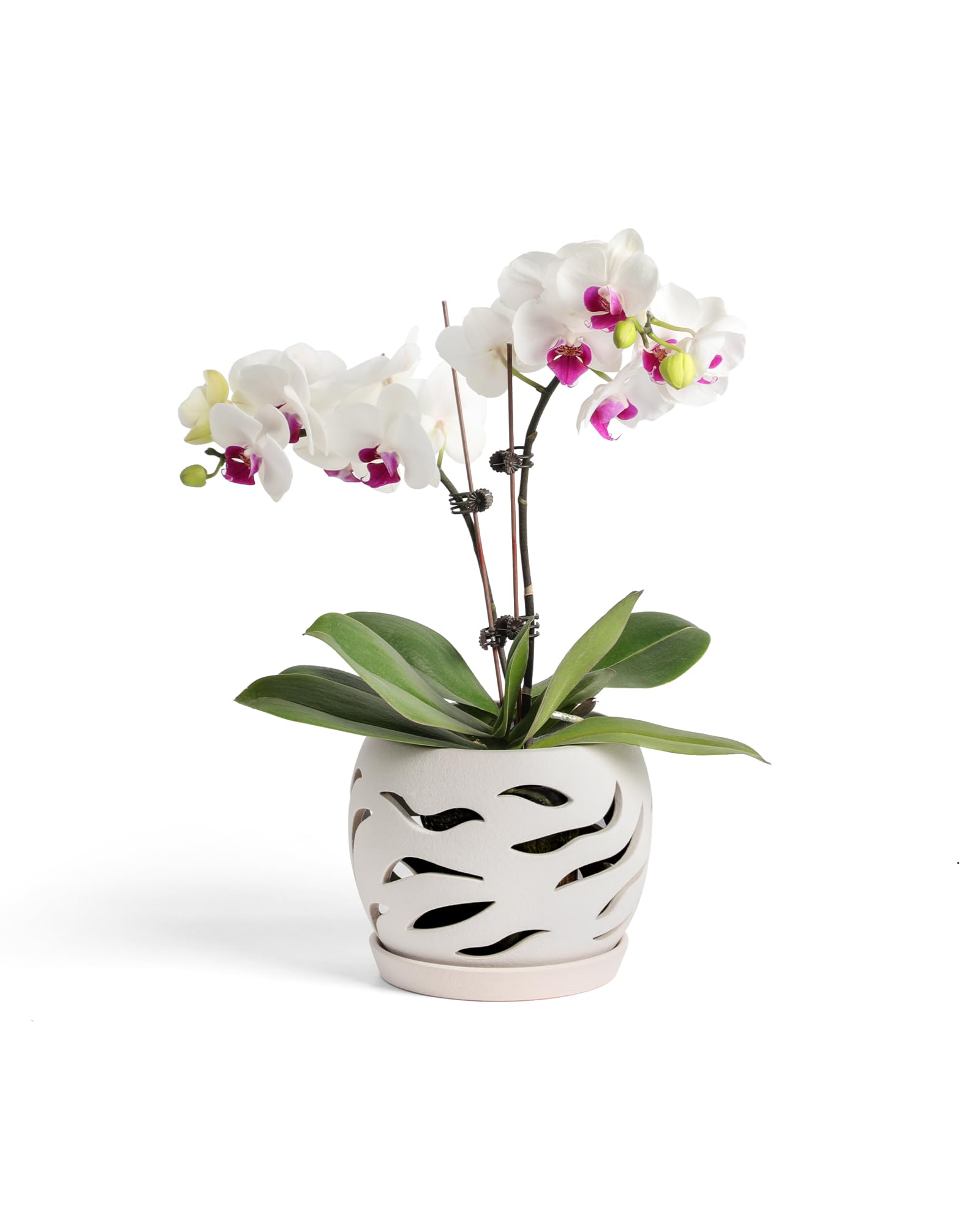 Fayoula ceramic orchid pot with holes and saucers promotes air circulation and water collection.