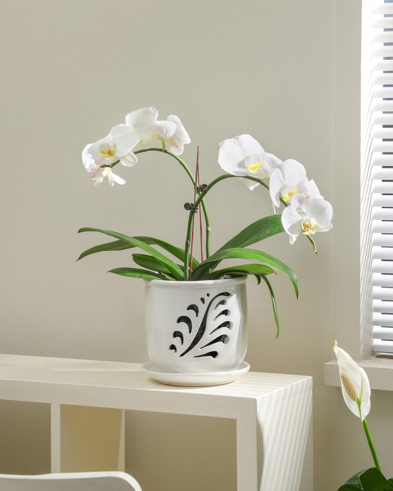 Fayoula ceramic pot is sturdy and less prone to tipping.