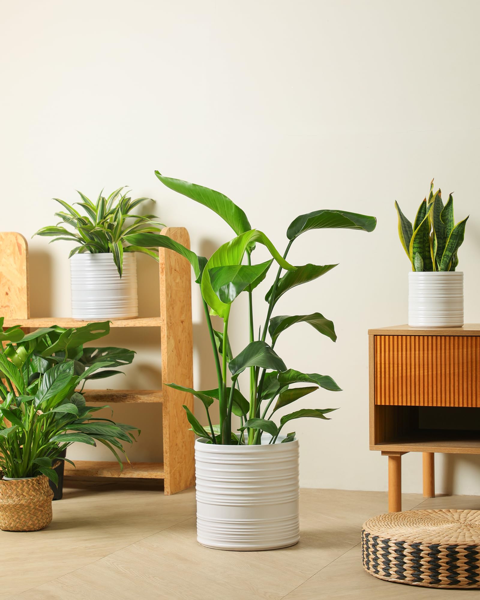 Fayoula pot drainage holes prevent overwatering and keep soil balanced.