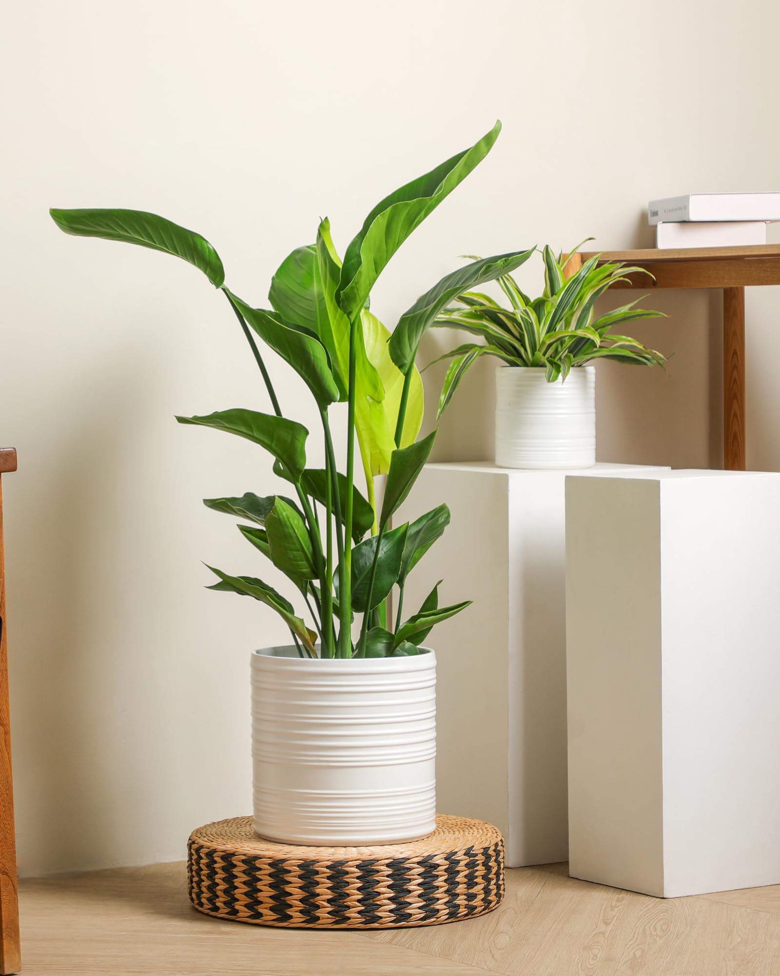 Fayoula pot includes mesh pad and saucer for cleaner setup.