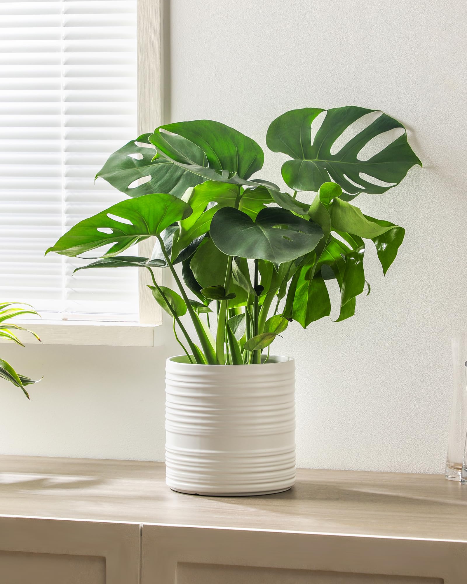 Fayoula gift-ready planter trio for plant lovers.