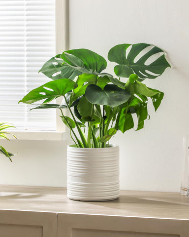 Fayoula gift-ready planter trio for plant lovers.