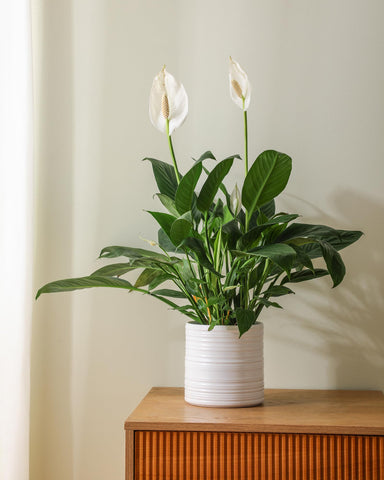 Fayoula modern striped pot complements contemporary home decor.