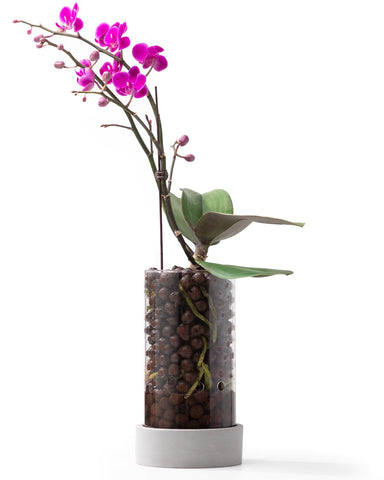 Fayoula Glass Orchid Pot shows crystal-clear visibility to monitor root growth and moisture.