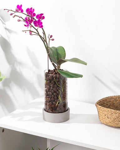 Fayoula Glass Orchid Pot emphasizes a compact four-inch size for small spaces.