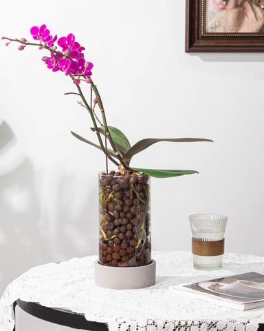 Fayoula Glass Orchid Pot features a modern minimalist design for interiors.
