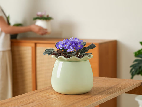 Fayoula indoor garden setup featuring the self-watering planter.