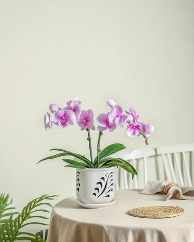 Fayoula orchid pot suitable for indoor and outdoor displays.