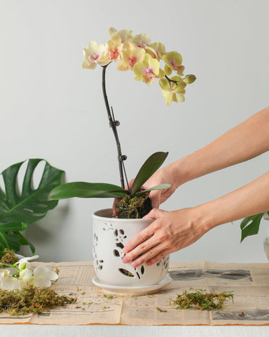 Outdoor-ready Fayoula orchid pot on a sunlit patio.