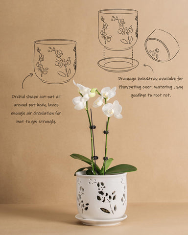 Packaging image showing pot and tray included.