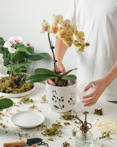 Two orchids fit in the Fayoula 6.5-inch pot.