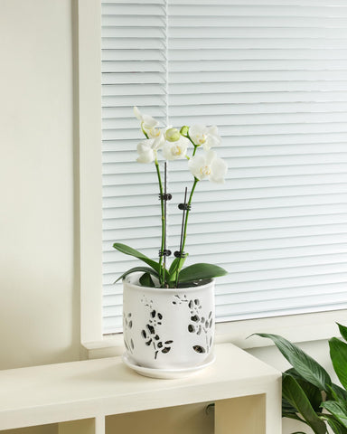 Fayoula orchid pot with included tray for neat drainage.