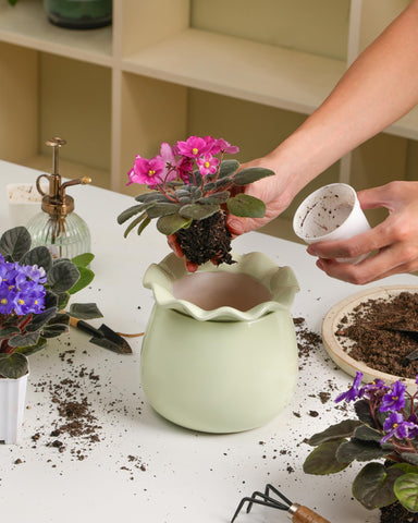 Fayoula self-watering system prevents overwatering and guesswork.