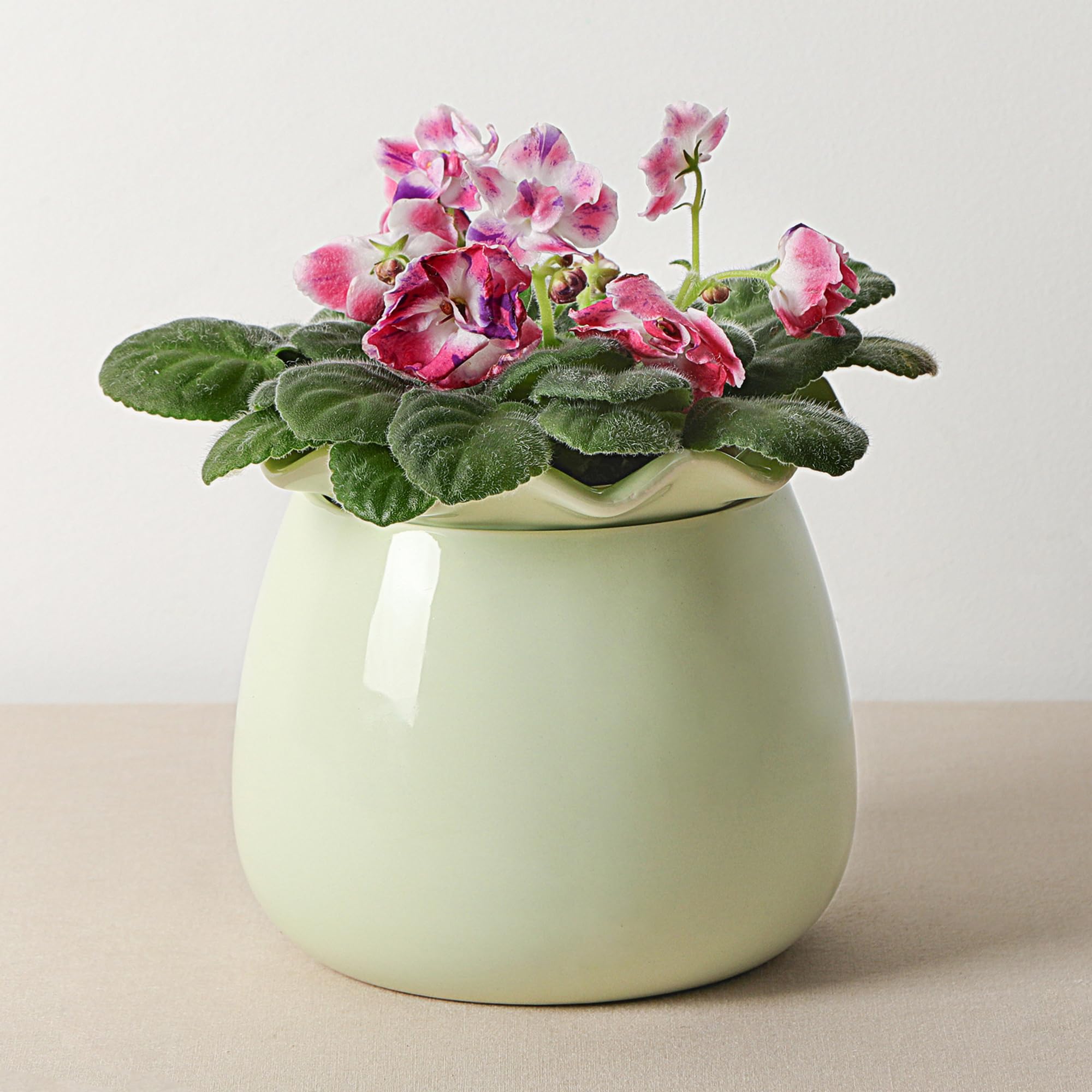 Fayoula self-watering plant pot 6-inch, durable ceramic for easy indoor gardening.