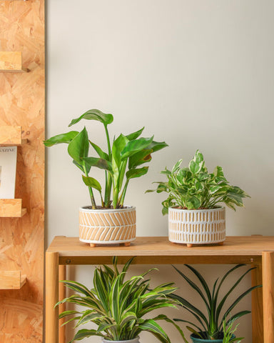 Fayoula set suits succulents, herbs, aloe, and snake plants at home