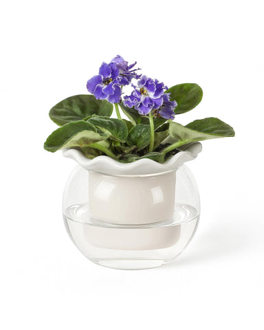 Fayoula 6 inch African violet pot with inner dolomite clay for steady moisture.