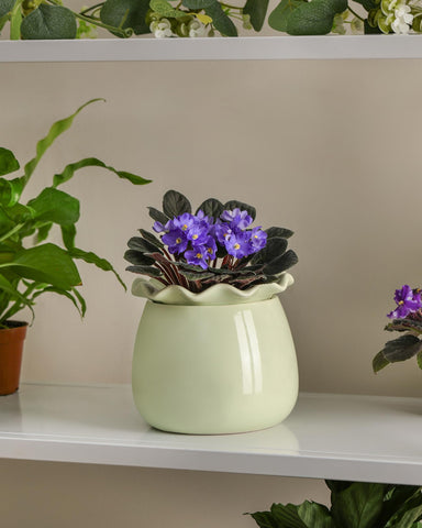 Fayoula sturdy green ceramic pot supports various indoor plants.