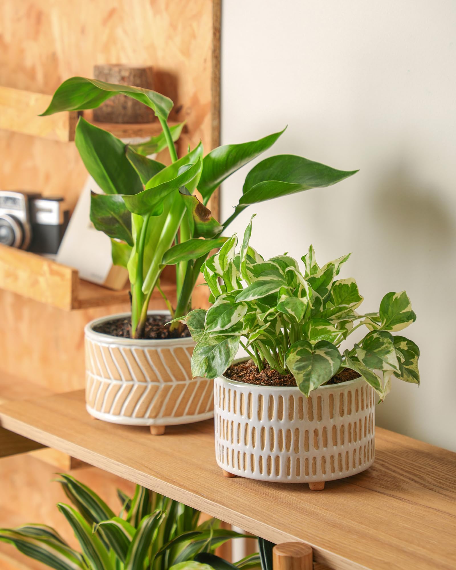 Fayoula succulent pot shown in home setting for desk or shelf decor