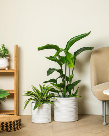 Fayoula white ceramic pot for indoor or outdoor use.