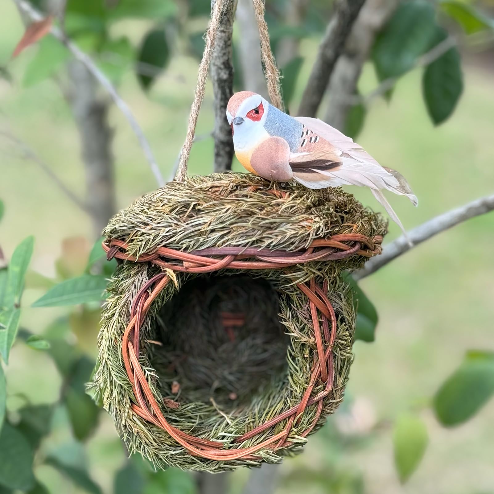 FBIRDY wild birds visit birdhouse to enjoy shelter and a natural backdrop.