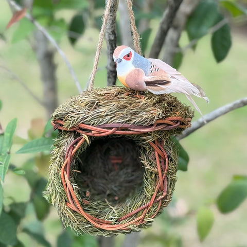 FBIRDY wild birds visit birdhouse to enjoy shelter and a natural backdrop.