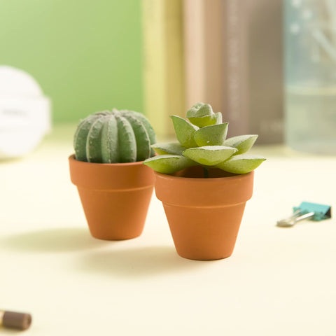 Fcacti safe packaging and durable pots, ready for gifting or home use.