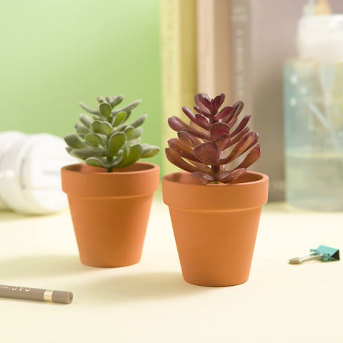 Fcacti succulent nursery pot supports root growth and neat display.