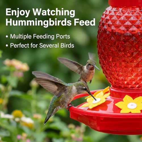 Fchstaer hanging glass feeder in outdoor garden decor close-up